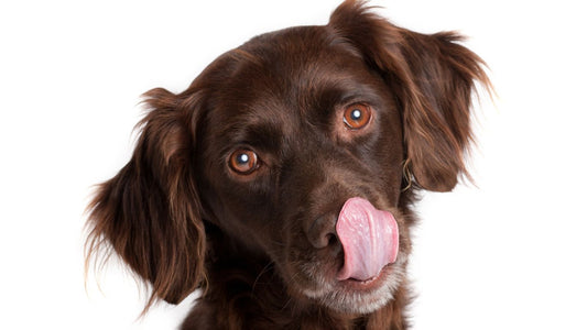 Are Pig Ears Good for Dogs