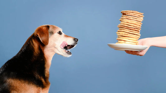 Pup ready to eat Banana Pancakes for Dogs