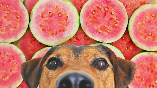 Can dogs eat guava fruit
