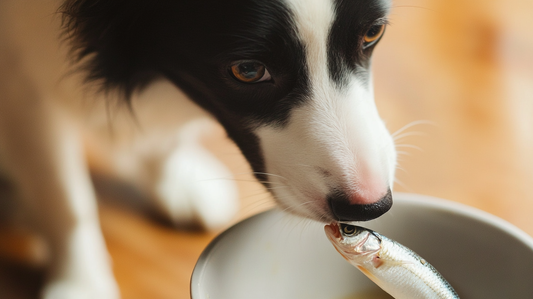 Can I Feed My Dog Frozen Whole Sardines