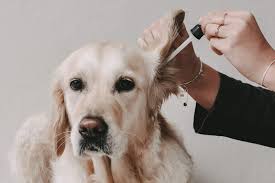 Using Microsilver for Dog Ear Infections