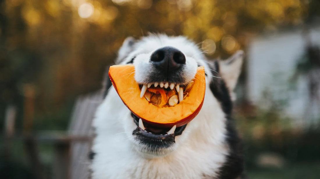 Can Dogs Take Pumpkin Seed Oil as a Supplement