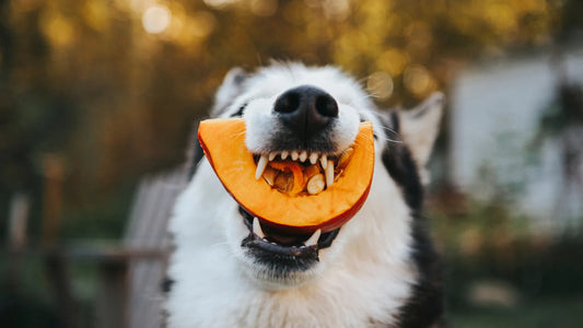Can Dogs Take Pumpkin Seed Oil as a Supplement