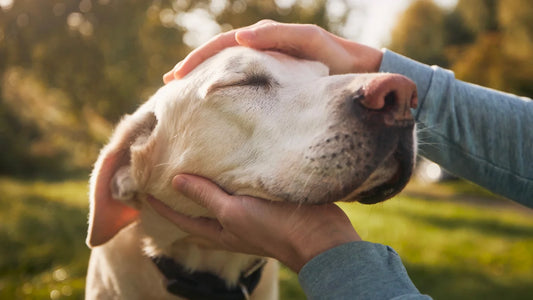 Green-Lipped Mussel vs. Deer Velvet for Dogs: Benefits, Uses, and Differences for senior dogs