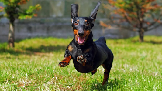 Healthy happy dachshund - Pollock Oil for Dogs: Benefits, Uses, & FAQs