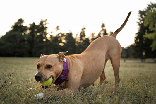 Is Fish Broth Good for Dogs
