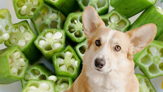 Can dogs eat okra