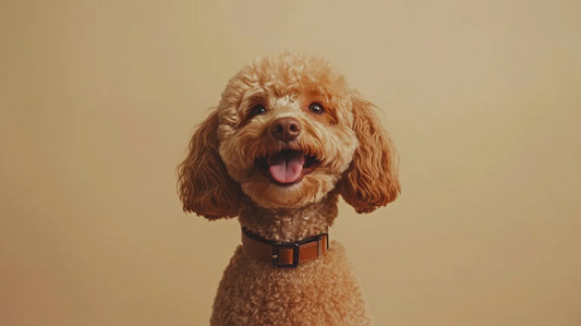 Why do dogs like duck heads