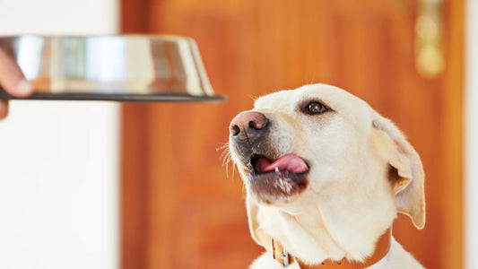Dog waiting for his meal